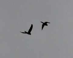 Psittacara leucophthalmus