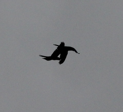 Psittacara leucophthalmus