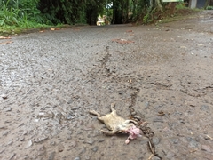 Duttaphrynus melanostictus