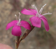 Dianthus basuticus fourcadei