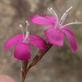 Dianthus basuticus fourcadei - Photo Oikeuksia ei pidätetä, uploaded by Di Turner