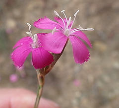 Dianthus basuticus fourcadei
