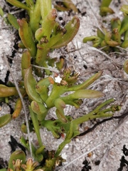 Thesium ecklonianum