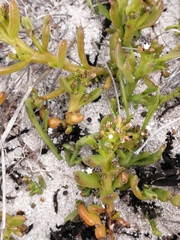 Thesium ecklonianum