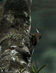 Dendrexetastes rufigula