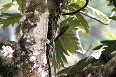 Dendrexetastes rufigula