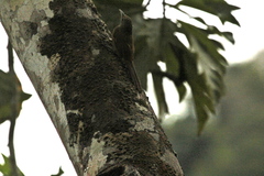 Dendrexetastes rufigula