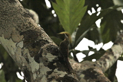 Dendrexetastes rufigula