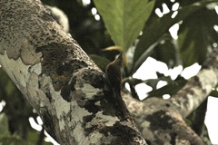 Dendrexetastes rufigula