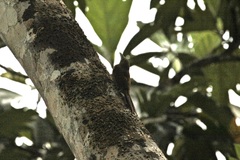 Dendrexetastes rufigula