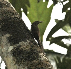 Dendrexetastes rufigula