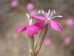 Dianthus basuticus fourcadei