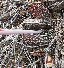 Gasteria brachyphylla
