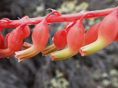 Gasteria brachyphylla
