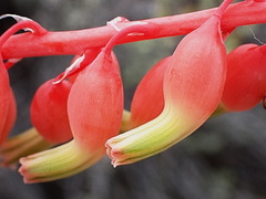 Gasteria brachyphylla
