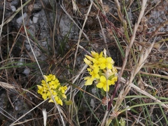 Sebaea ambigua