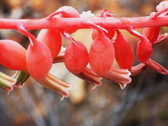 Gasteria brachyphylla