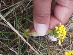 Sebaea ambigua