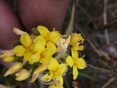 Sebaea ambigua
