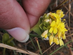 Sebaea ambigua