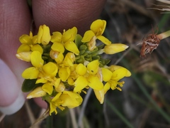 Sebaea ambigua