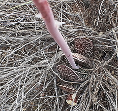 Gasteria brachyphylla