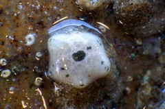 Meridiastra