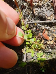 Epilobium komarovianum