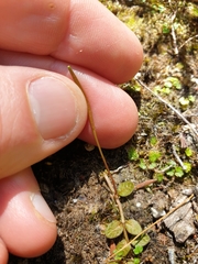 Epilobium komarovianum