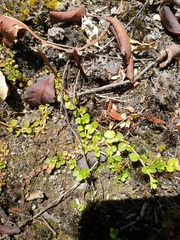 Epilobium komarovianum