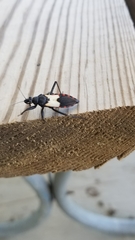 Microtomus luctuosus