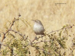 Salpinctes obsoletus