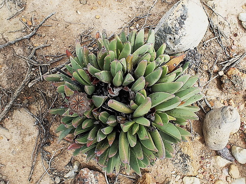 Image of Machairophyllum bijliae by no rights reserved