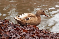 Anas platyrhynchos