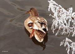 Anas platyrhynchos