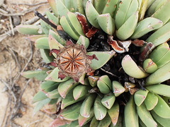 Machairophyllum bijliae