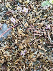Glossostigma elatinoides
