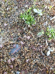 Glossostigma elatinoides