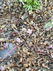 Glossostigma elatinoides