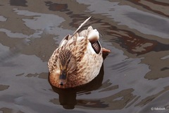 Anas platyrhynchos