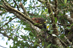 Heliosciurus rufobrachium