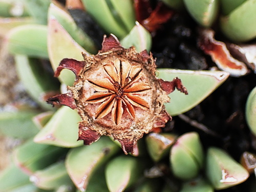 Image of Machairophyllum bijliae by no rights reserved