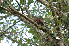 Heliosciurus rufobrachium