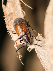 Metriolagria affinis