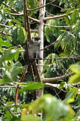 Cercopithecus ascanius schmidti