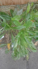 Asteraceae