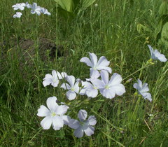 Linum nervosum