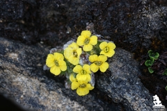 Lepidostemon glaricola