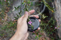 Boronia hapalophylla