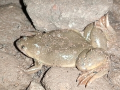 Xenopus victorianus